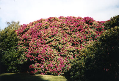 botanical garden