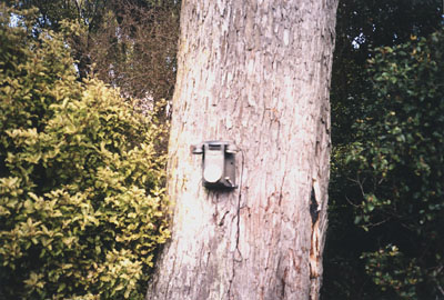 telephone tree